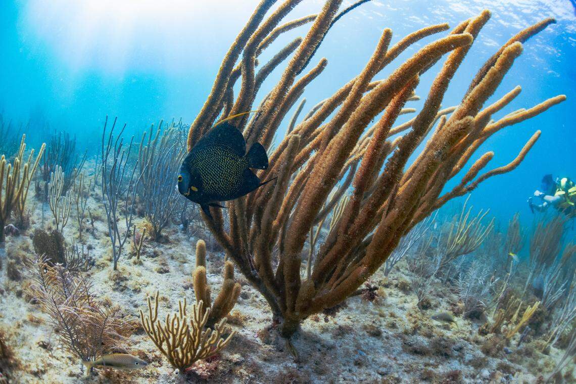 An angelfish swims through a sea whip at a reef off of South Beach that is not yet environmentally protected on Wednesday, May 29, 2024, in South Beach. People advocating for the reef saying they hope the area could operate like Blue Heron bridge in West Palm or the Key West marine park. Protecting the area would allow for safe swimming, diving, and paddle boarding. Many of the fish on the reef are juveniles which would also make the separate fishing area in South Bech better for fisherman because the juveniles wouldn’t be fished up too soon.