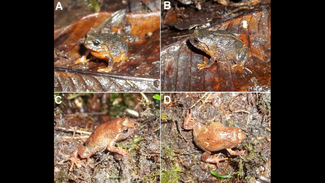 The new species of cross frog has an unusual habitat, scientists said.
