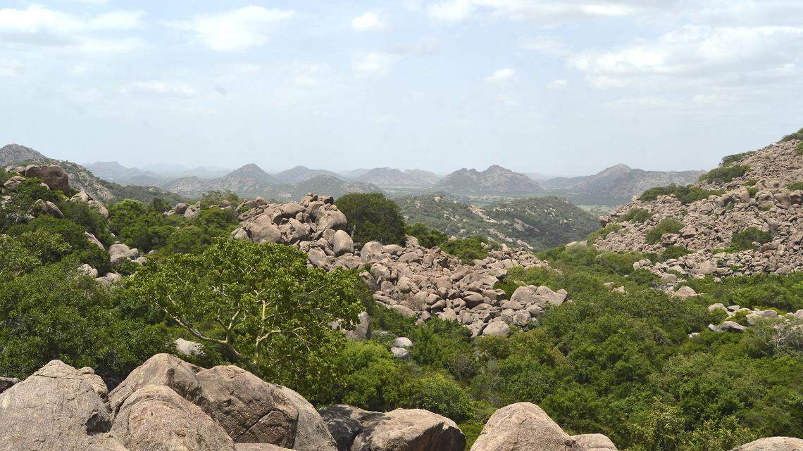 Scientists peered under boulders in Tamil Nadu and discovered a new animal species: Hemidactylus pakkamalaiensis, the study said.