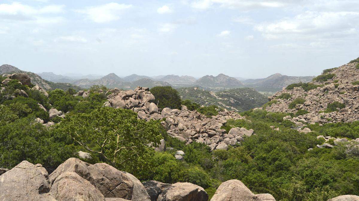 Scientists peered under boulders in Tamil Nadu and discovered a new animal species: Hemidactylus pakkamalaiensis, the study said.