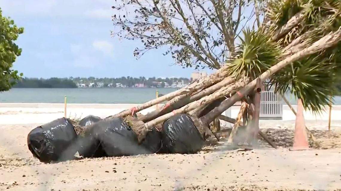Miami residents demand halt to tree-removal permits amid flooding fears