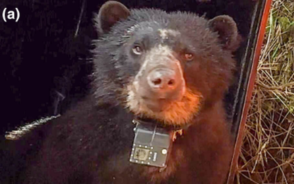 One male bear was fitted with a long-term collar that collected video over the course of four months, according to the study.