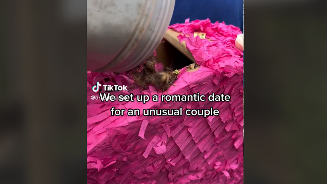 “‘Piñata full of bugs’ is on my list of sentences that I have never (heard) before and are equally terrifying,” one person said.