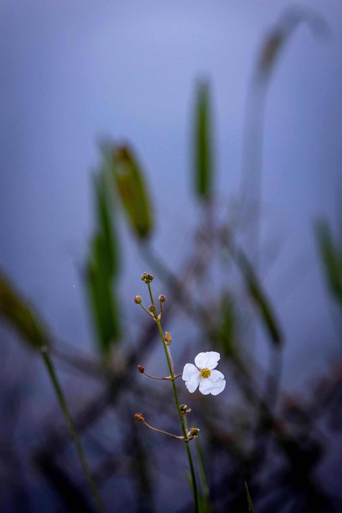 The bloom of a broadleaf arrowhead in the marsh north of Tamiami Trial in the Florida Everglades.