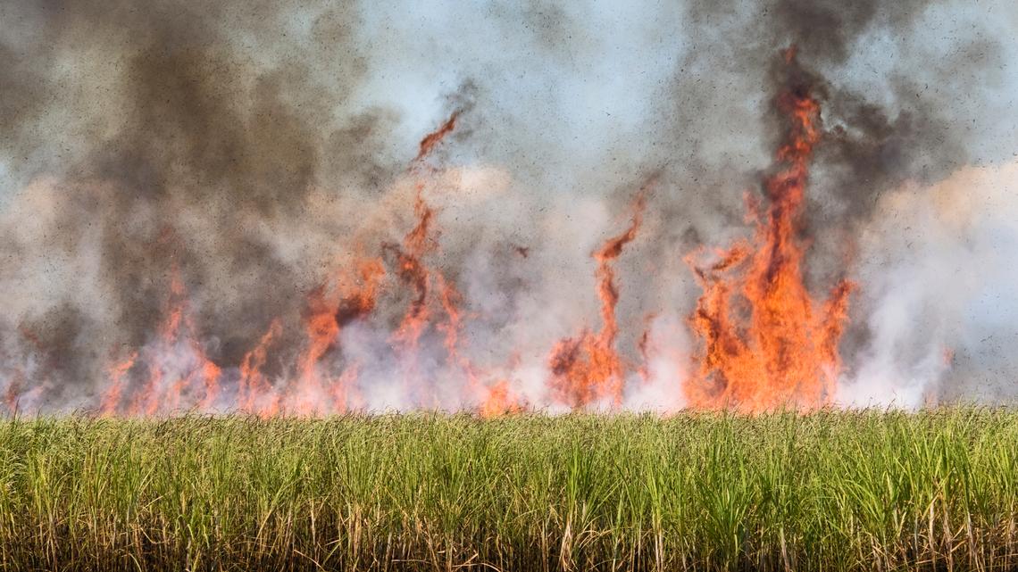 Starting in October, Florida’s sugar growers typically began burning cane fields to help speed up the harvest process. Residents and environmentalists, concerned about health impacts, have sued over the annual burns.