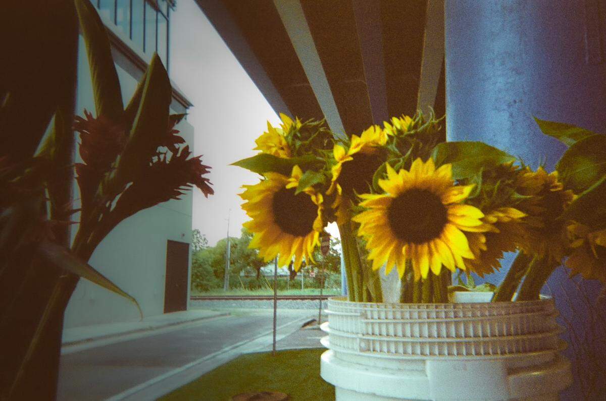 A photo features sunflowers dangling from the edge of a bucket. Melton “Gator” Gaiger, who was homeless for five years and is transitioning into an apartment in Little Haiti, said the center of the sunflowers resembled the eyes of an owl. His art was featured during The Smile Trust’s “Smile Fuh Me” event hosted at the N’Namdi Contemporary Fine Art art gallery in Miami’s Little Haiti neighborhood on Sunday, December 5, 2021.