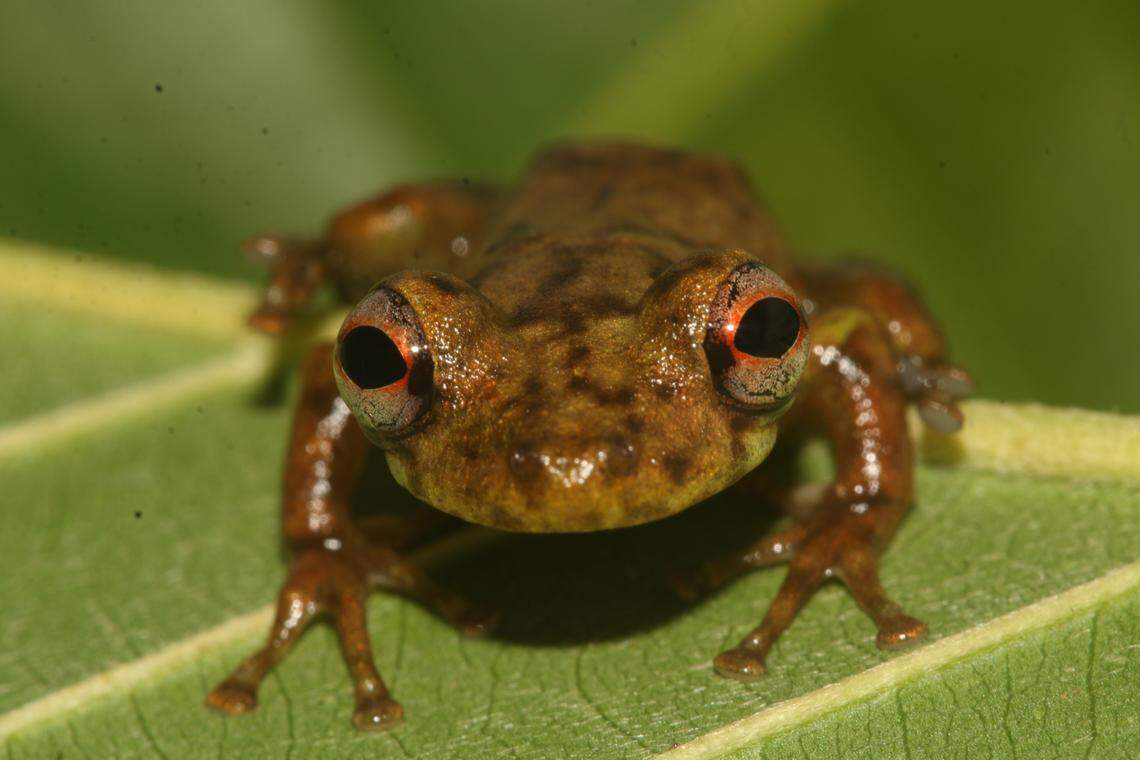 The frogs have “bluish green” bones, experts said.