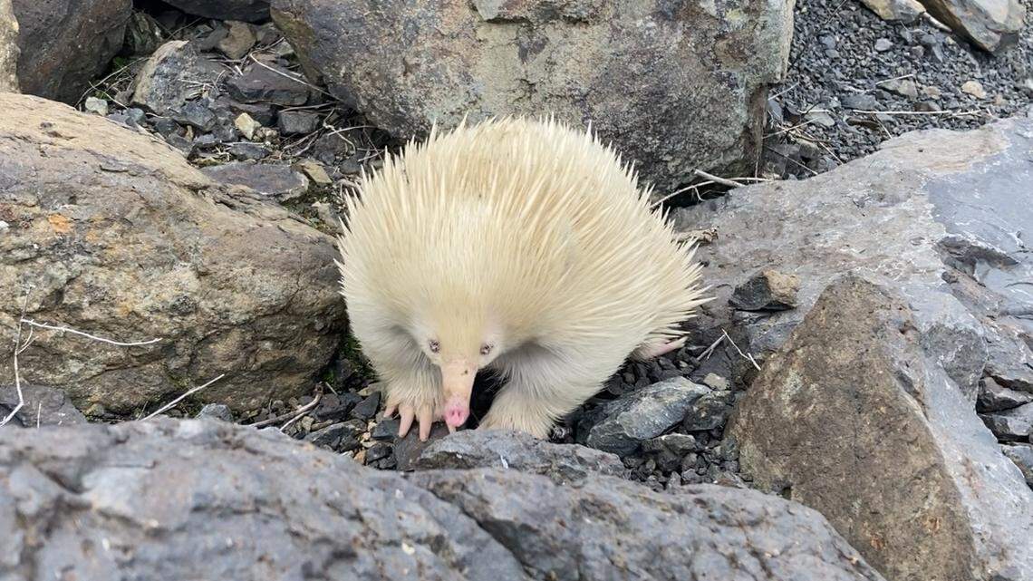 Bathurst locals spotted the rare albino creature wandering along a road. Photos show a “once in a lifetime” encounter with the spiny animal.