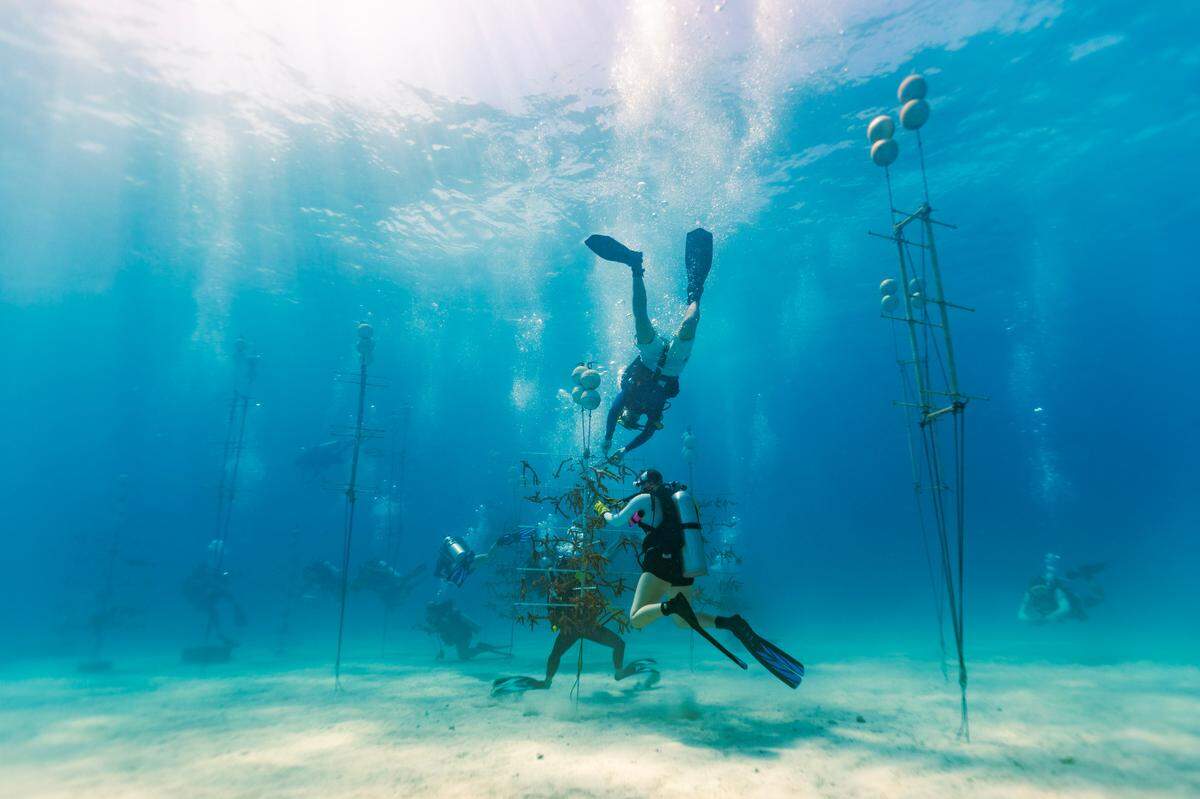 UM Rosenstiel School scientists and volunteer divers collect healthy coral from the Paradise Reef nursery to be outplanted in an adjacent reef during a Rescue A Reef coral restoration dive off Key Biscayne in 2023. 