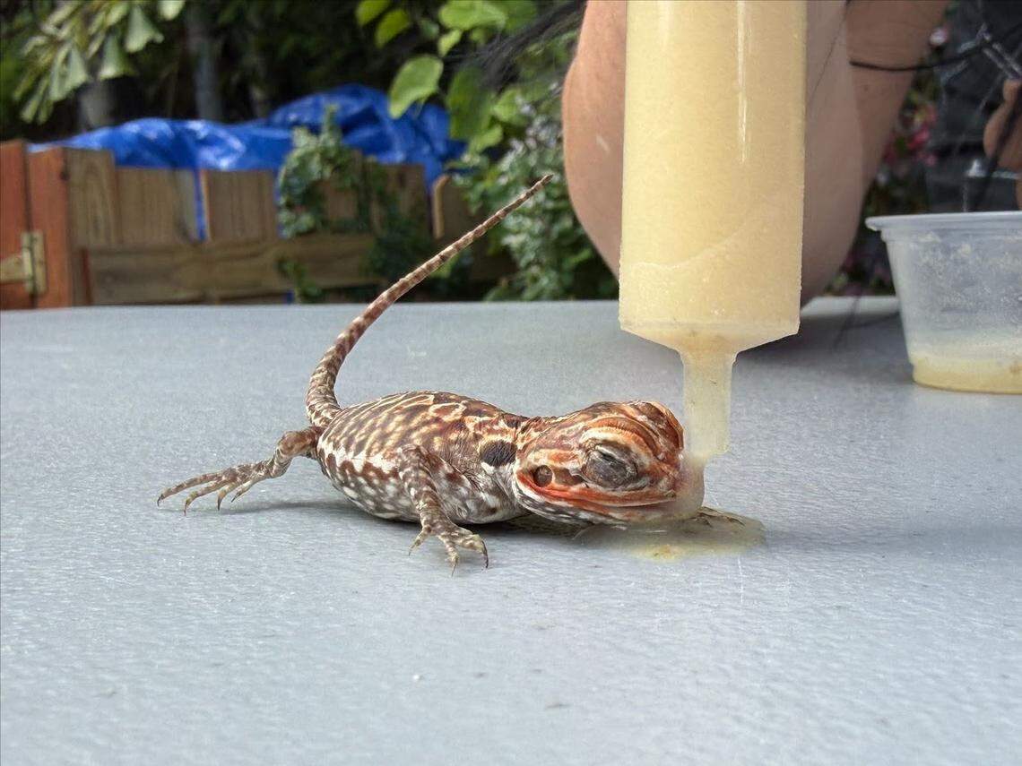 Skinny, a silkback bearded dragon, is fed nutrients and medicine.