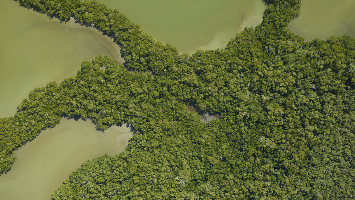 The same tract of mangrove forest photographed five months before Irma.