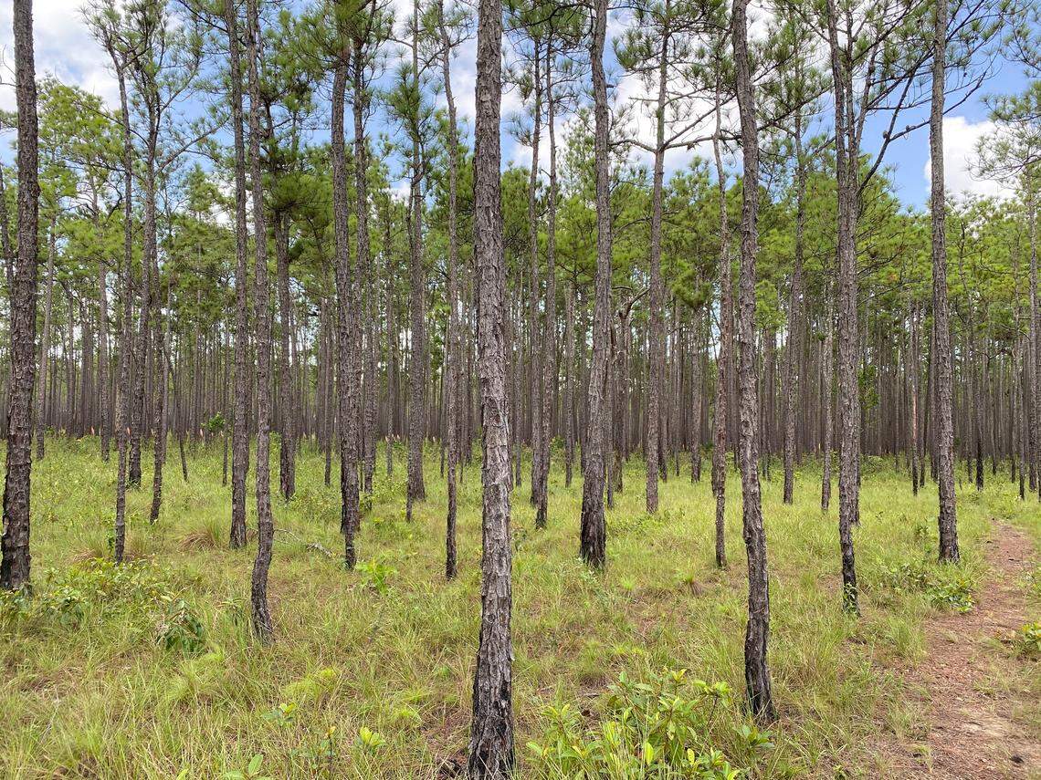 Pine trees, a source of valuable pine resin, dot the landscape in Koom, Nicaragua.