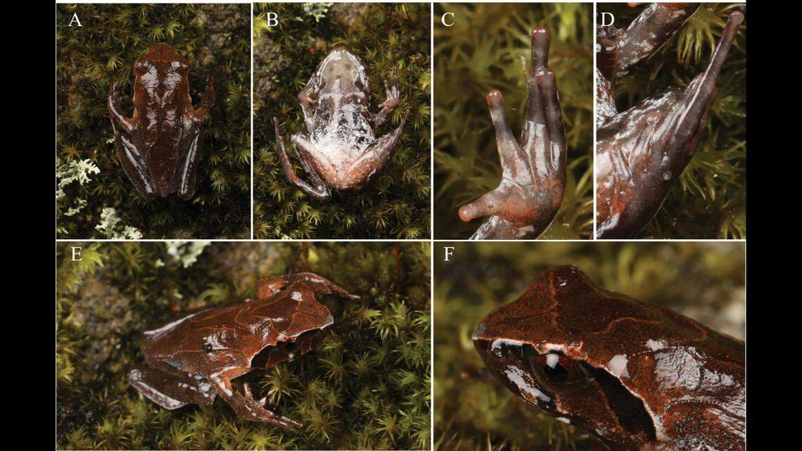 The Pangda horned toads have orange-red fingertips, researchers said.