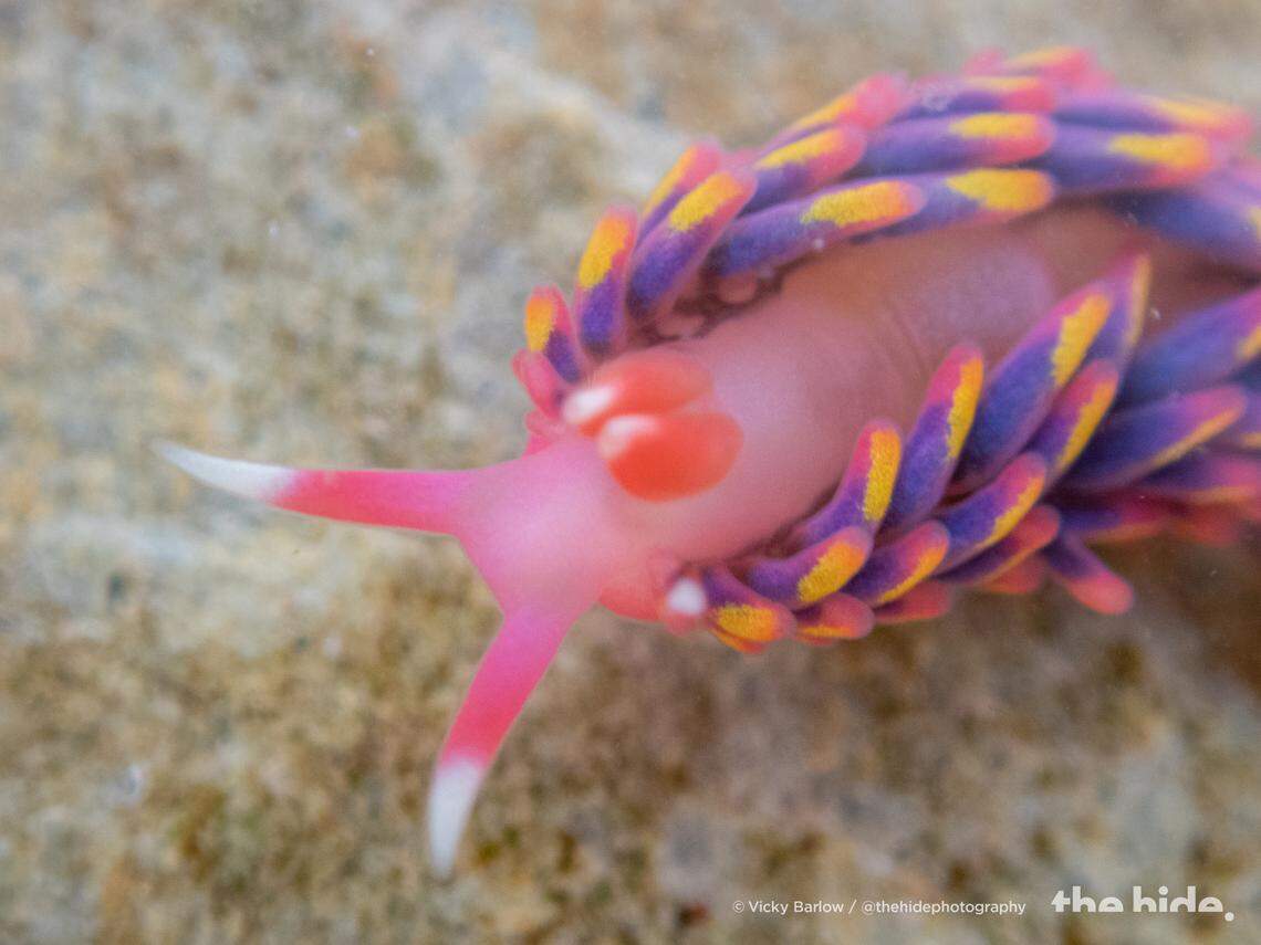 A close up of the rainbow sea slug.