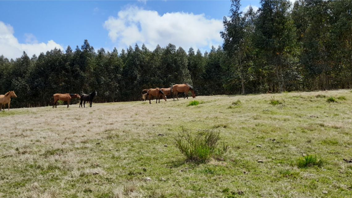 Two new species of dwarf spider were discovered in Uruguay and Brazil, researchers said in a new study.
