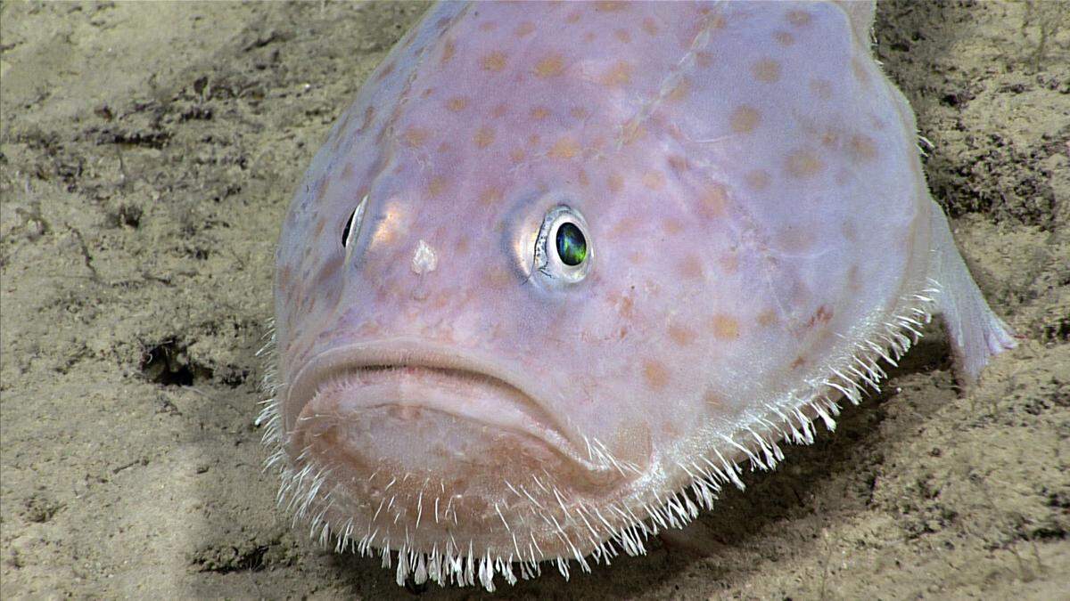 Toadfish in the experimental hatchery at the Rosenstiel School of Marine and Atmospheric Science were stressed by the music booming from the nearby stages at Ultra, University of Miami researchers said. (This toadfish was photographed last year in the Caribbean.)