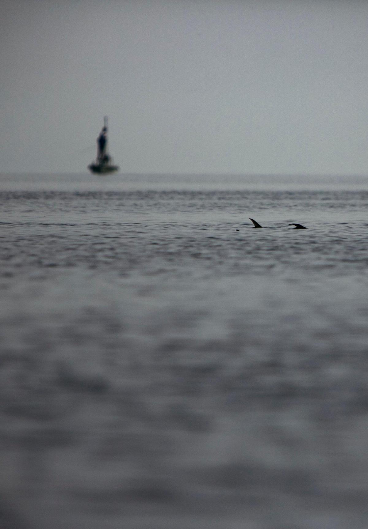 Permit fish skim the top of the water in southern Biscayne Bay inside of the Biscayne National Park Thursday morning, September 2, 2021 as two fihermen fish from a flats boat in the background