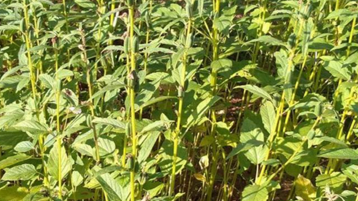 A “rare” species of grasshopper was “unintentionally” rediscovered while feeding on plants in Myanmar, according to a new study.
