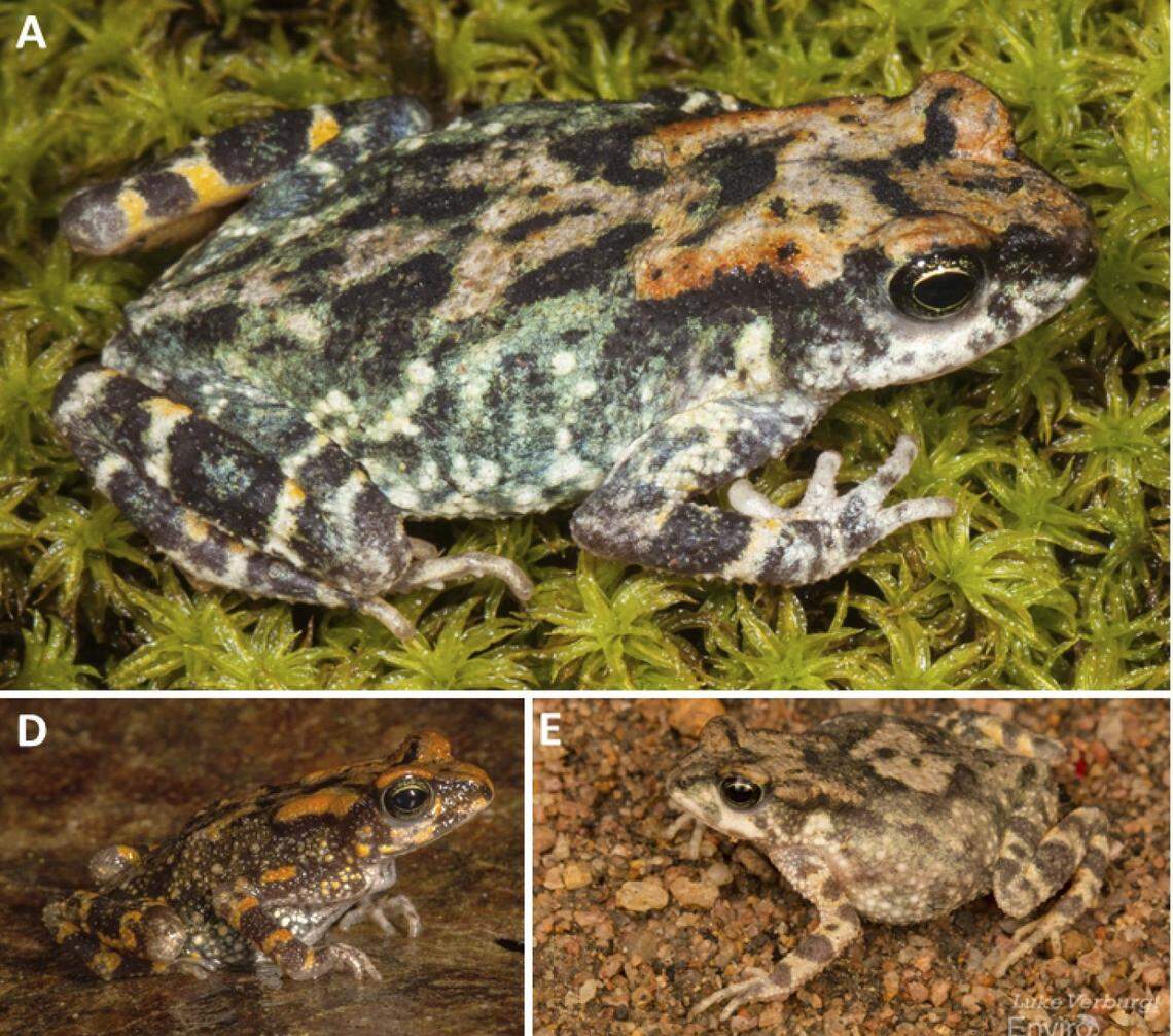 Female Poyntonophrynus fernandae, or Fernanda’s pygmy toads.