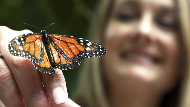South Florida’s monarch population an ‘unusual beast.’ Most opt out of migration