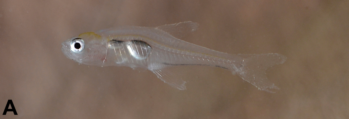 The new species was named after the Greek word for ghost, researchers said.