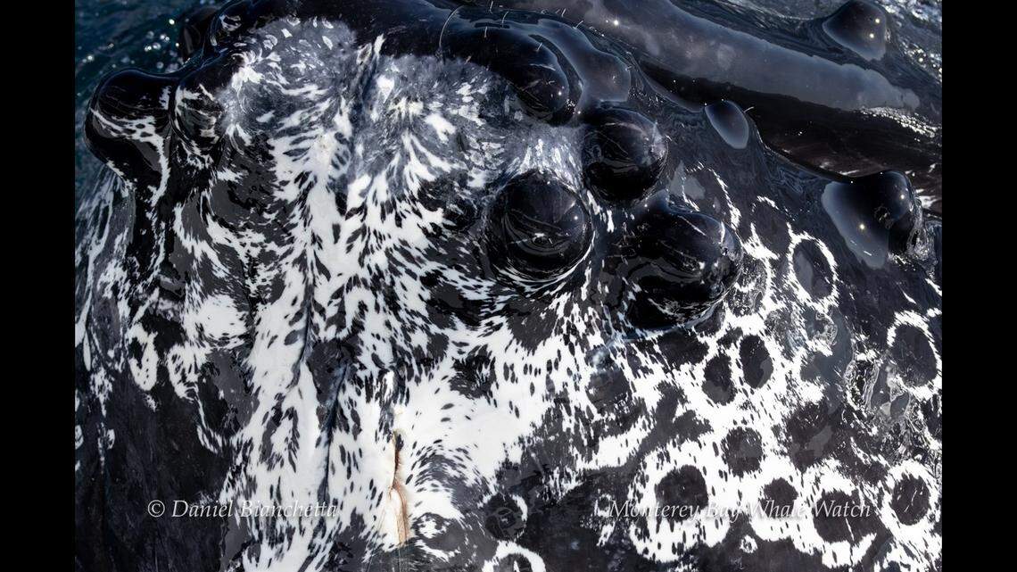 The whale had a white pattern on its skin.