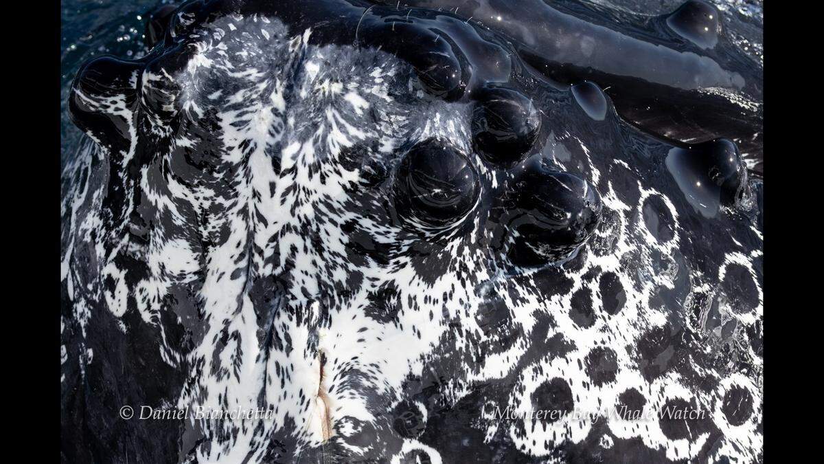 The whale had a white pattern on its skin.
