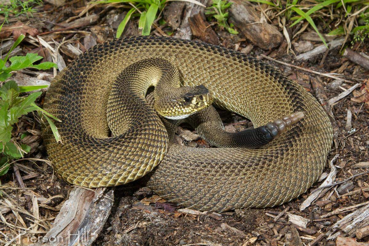 A rare “patternless” eastern diamondback rattlesnake was found in northern Florida, the state says.