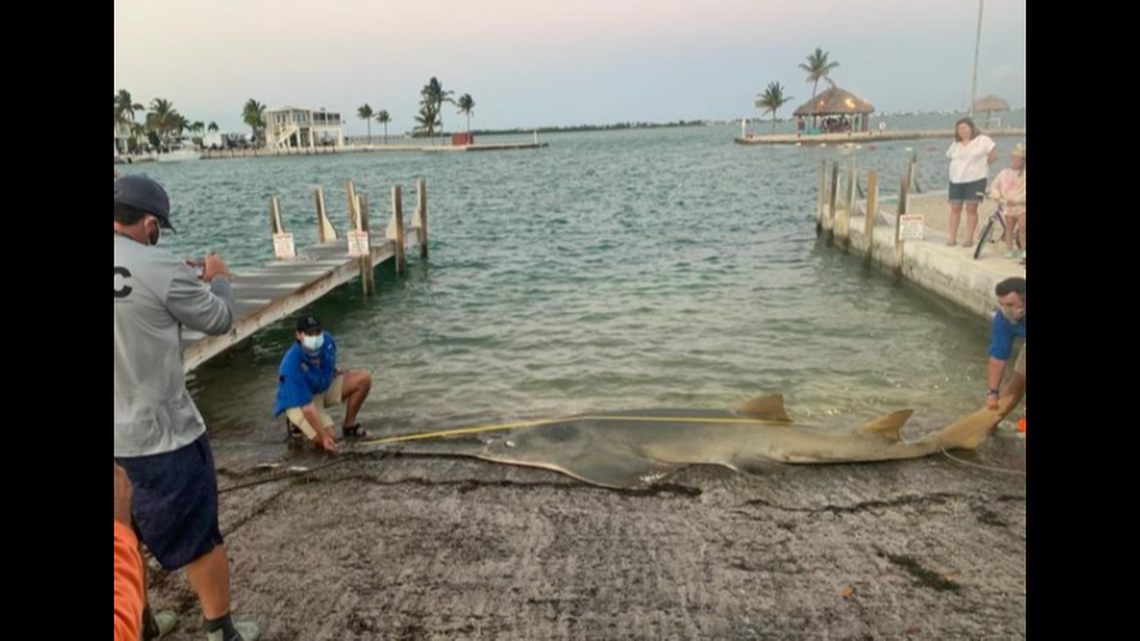 It’s the longest smalltooth sawfish ever measured by scientists since research began on the species. There was no obvious cause of death.