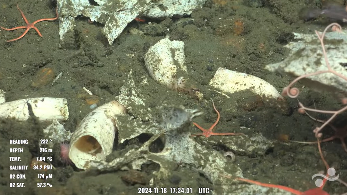 The teeth and a piece of jaw bone were found about 700 feet deep off Chili during a Schmidt Ocean Institute expedition.
