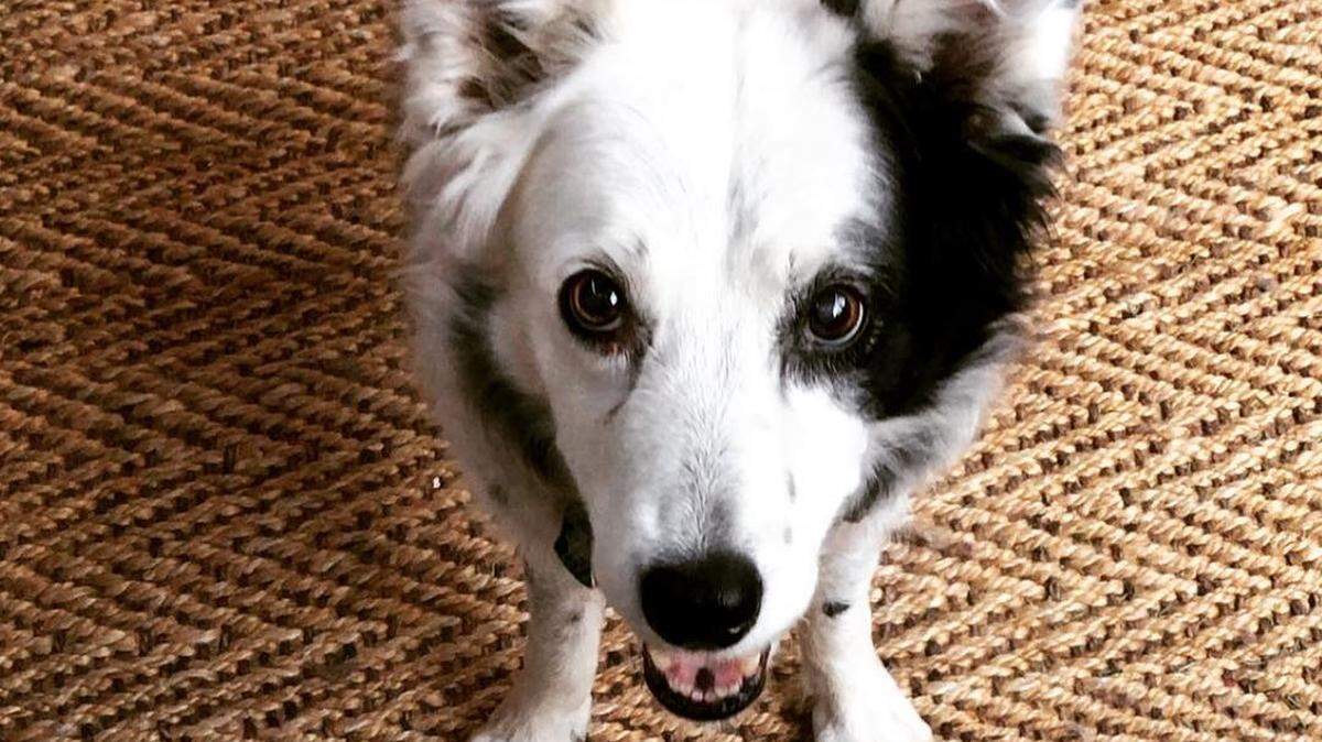 Chaser the Border Collie