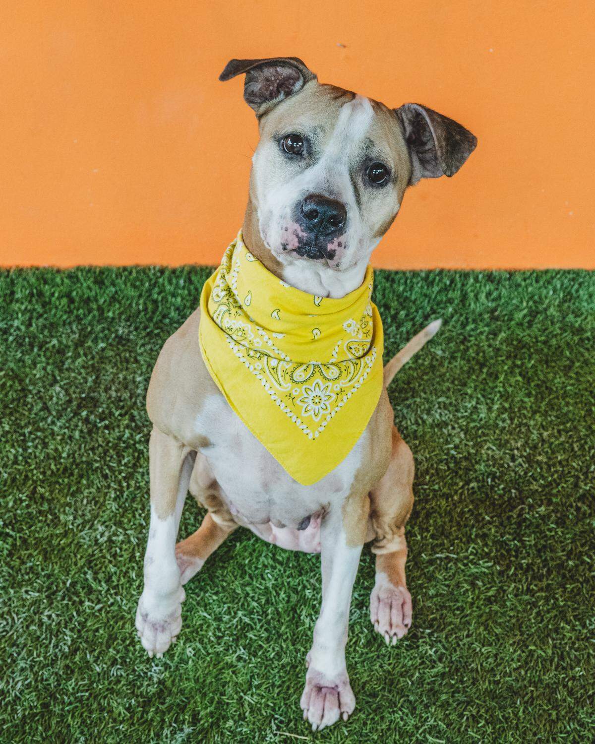 Sheila #A2380472 is an adorable 6-year-old American bulldog mix who’s been patiently waiting for her forever home for over a year at the shelter! Sheila is our third longest resident, and she’s as sweet as can be. Not too big, not too small, she’s just the right size with the perfect amount of energy for her age. Sheila is great around dogs of all sizes and absolutely adores human companionship. Plus, she’s a big fan of the water hose! Let’s find Sheila the loving family she deserves, where she can enjoy endless playtime and lots of hose fun!
