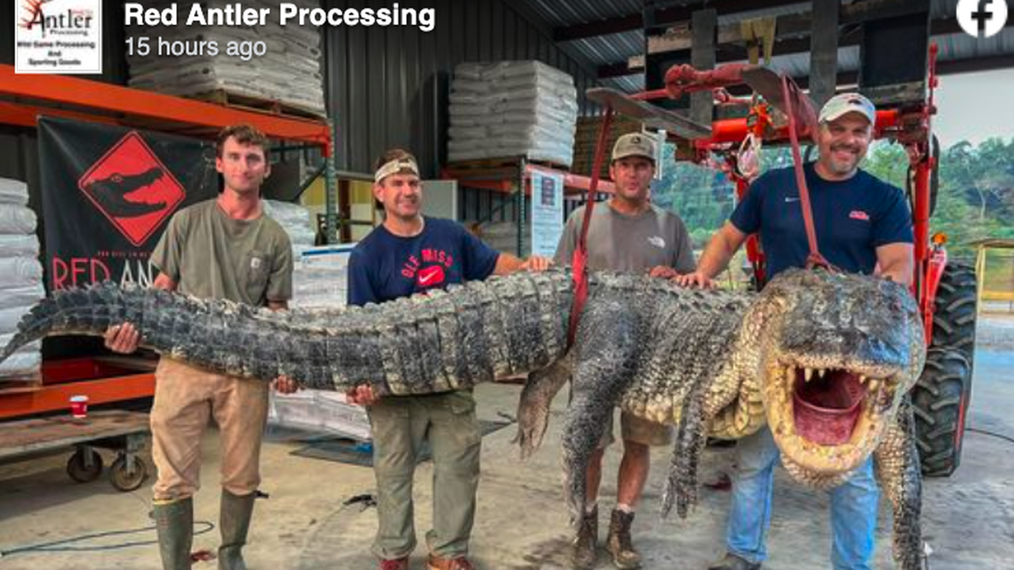 An alligator captured in Mississippi was more than 14 feet long and weighed 802.5 pounds.