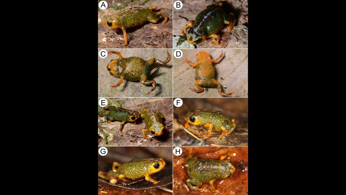 The creature’s olive green skin turns to a yellowish-orange on its limbs and stomach, researchers said.