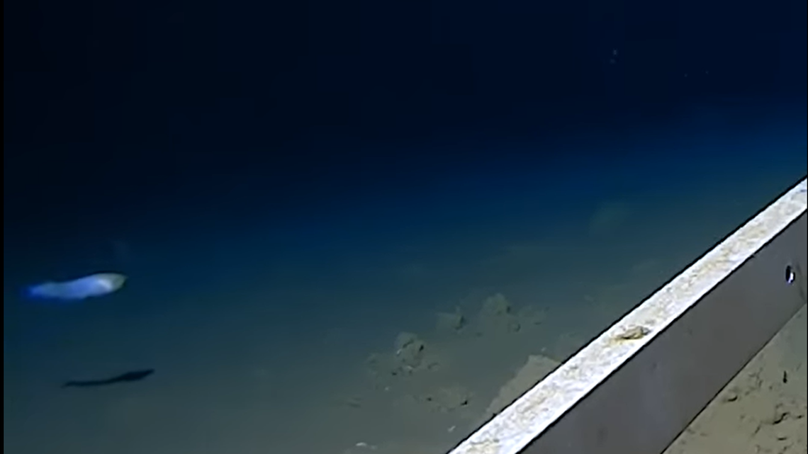 Researchers exploring deep sea trenches near Japan set records for deepest fish ever filmed and caught, all types of snailfish, video shows.
