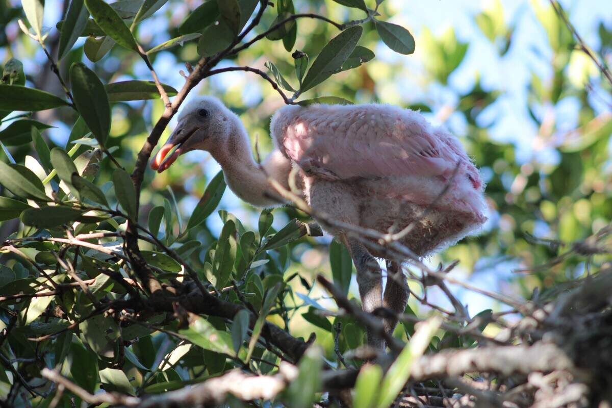A young roseate spoonbill perches in the branches of a tree in the Everglades.