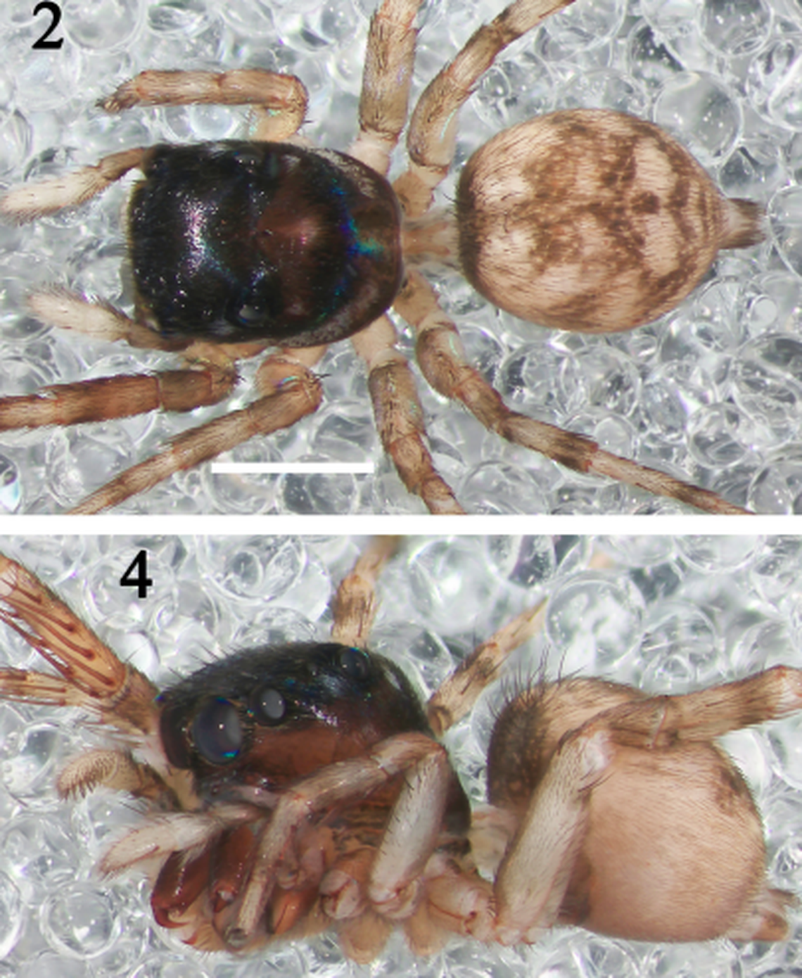 A female Thiratoscirtus iyomii with several patches of fluorescence.