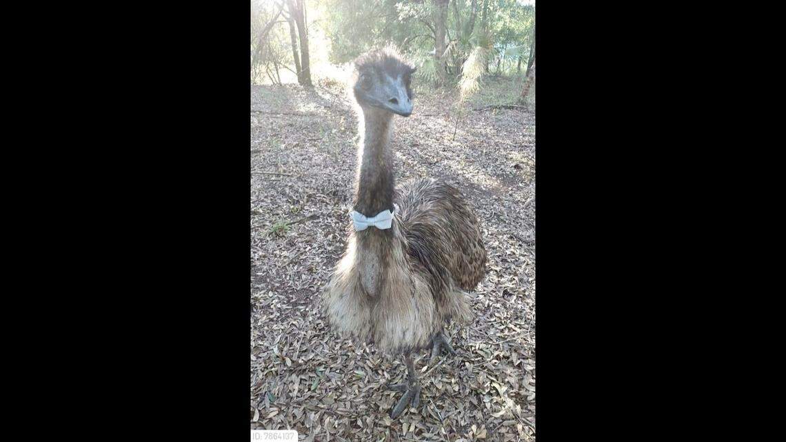 Merlin the emu escaped his pen on April 15 in the Golden Gate Estates area of Collier County. He's 2 years old.