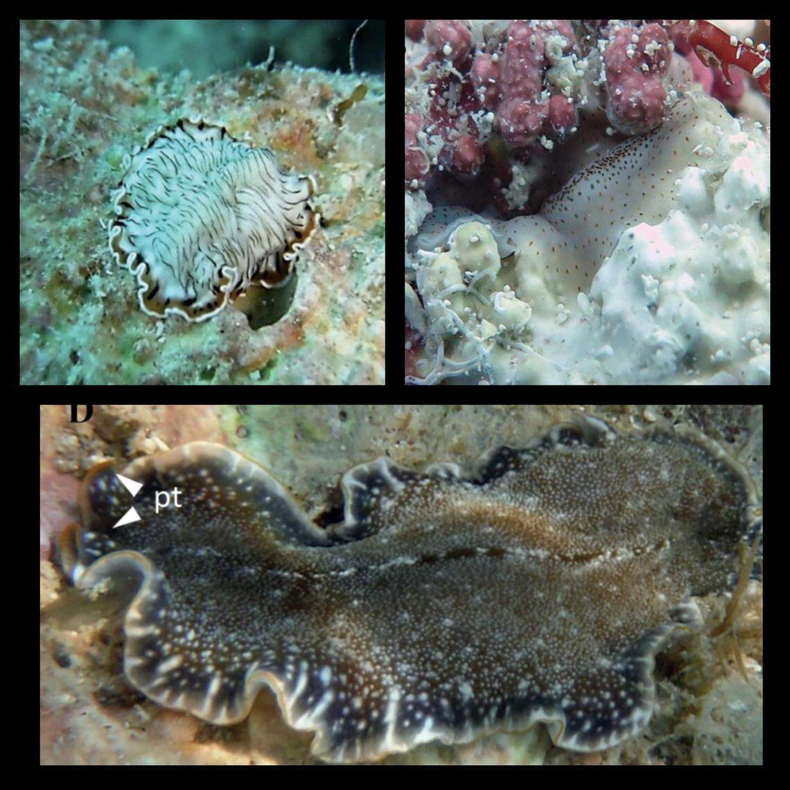 Marine flatworms are a group of invertebrates that use hairlike structures to move along the rocky ocean reefs and come in a variety of colors.