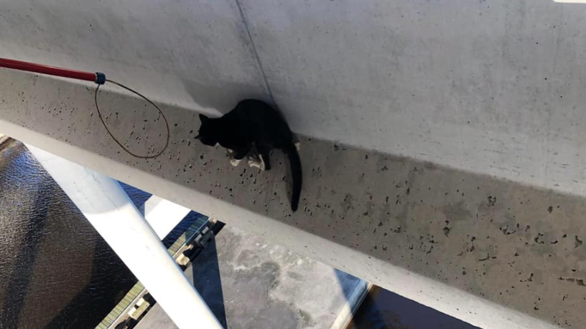 Cat rescue