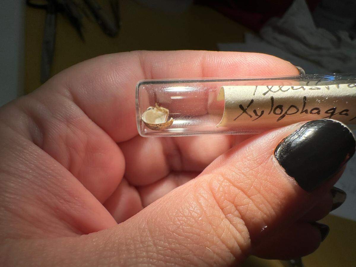 The bivalve species are tiny, just a few millimeters across.