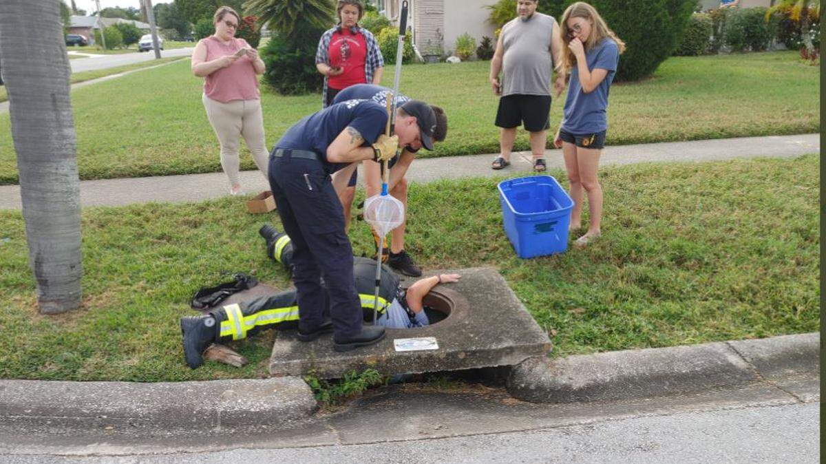 A crew member from the Clearwater Fire & Rescue Department reaches into a manhole to grab ducklings inside a storm drain