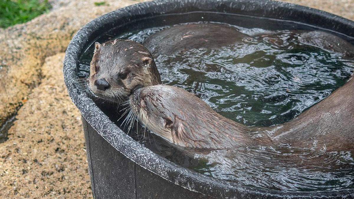 River otters Finley and Gladys at Brevard Zoo before their death