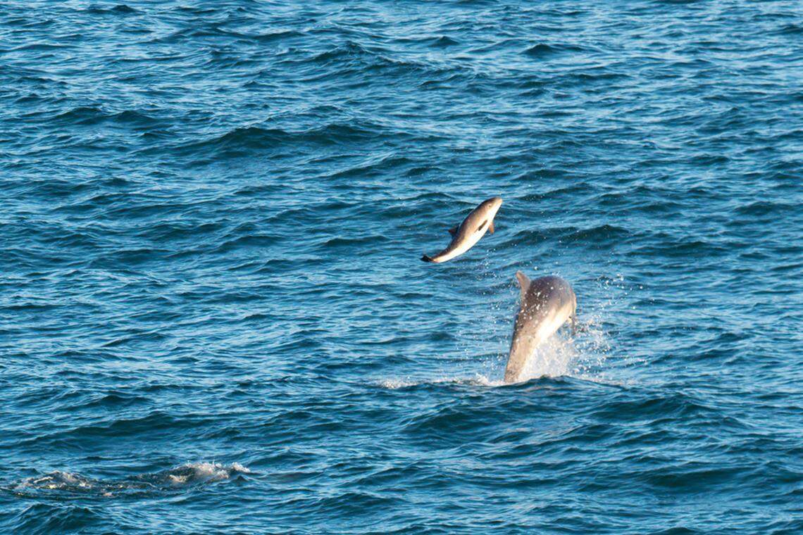 A dolphin and porpoise are seen jumping while a second dolphin swims nearby.