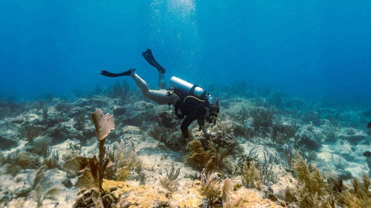 Marine life, such as coral reefs, is more likely to withstand the harmful effects of stressors by reducing other pressures on sensitive ecosystems.