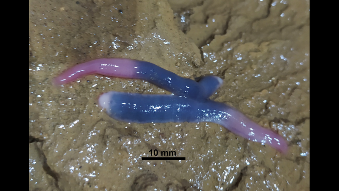 Dina imeretiensis is tri-colored, photos show.