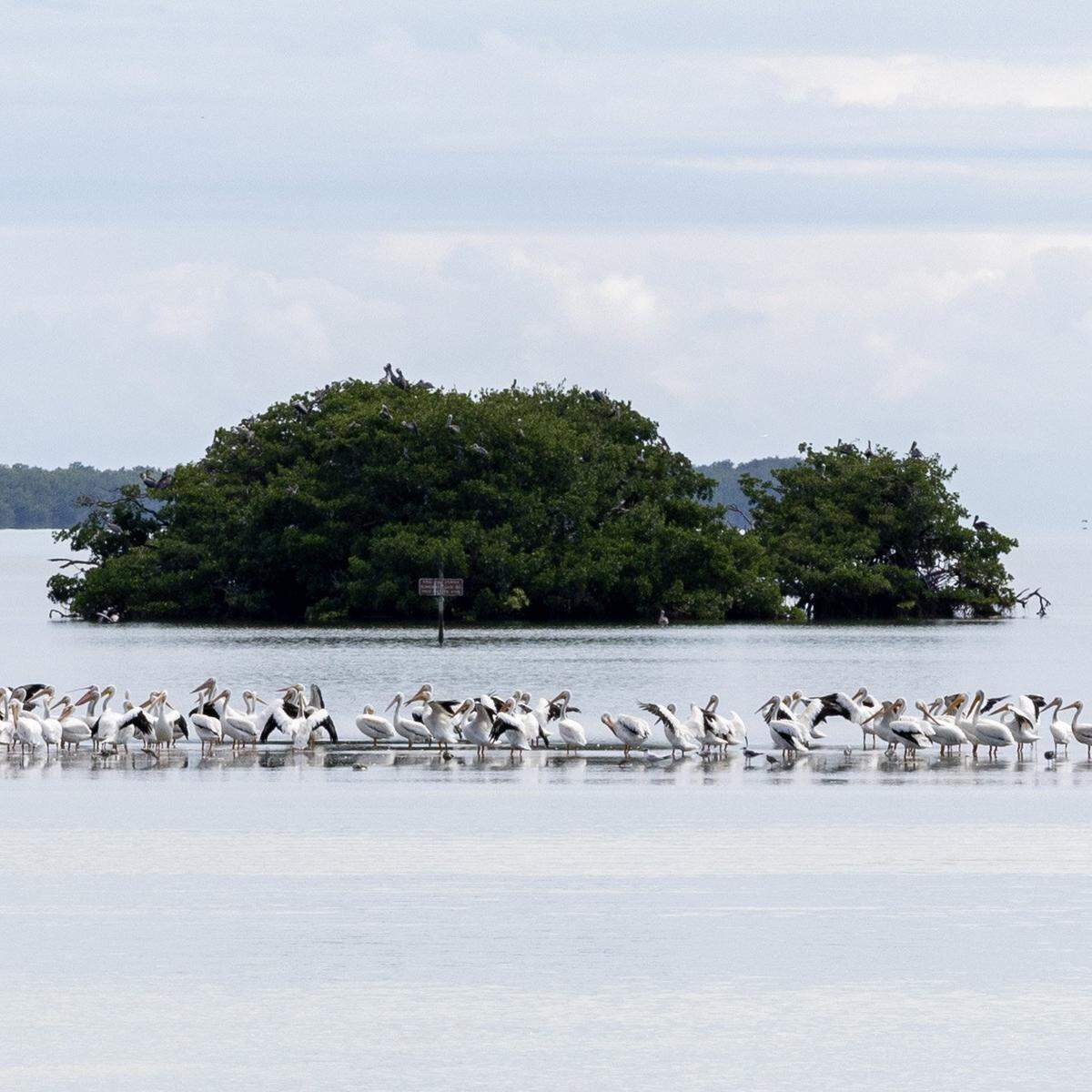 A pod of white pelicans rest on a sandbar outside the Guy Bradley Flamingo Visitor Center inside Everglades National Park in Homestead, Florida, on Friday, October 20, 2023.