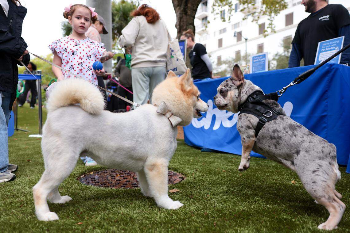 A Pomeranian-husky mix named Luna Bella, left, plays with French bulldog Baby Biscuit, right, during the grand opening of the Chewy Bark Park at 4579 Ponce de Leon Blvd. in Coral Gables, Fla., Saturday, Jan. 31, 2026.