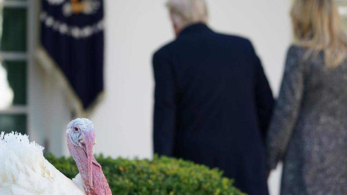 President Trump and first lady Melania Trump return to the White House after participating in the traditional turkey-pardoning ceremony at Thanksgiving time.