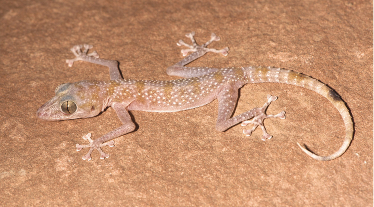 new species leaf-toed gecko iran